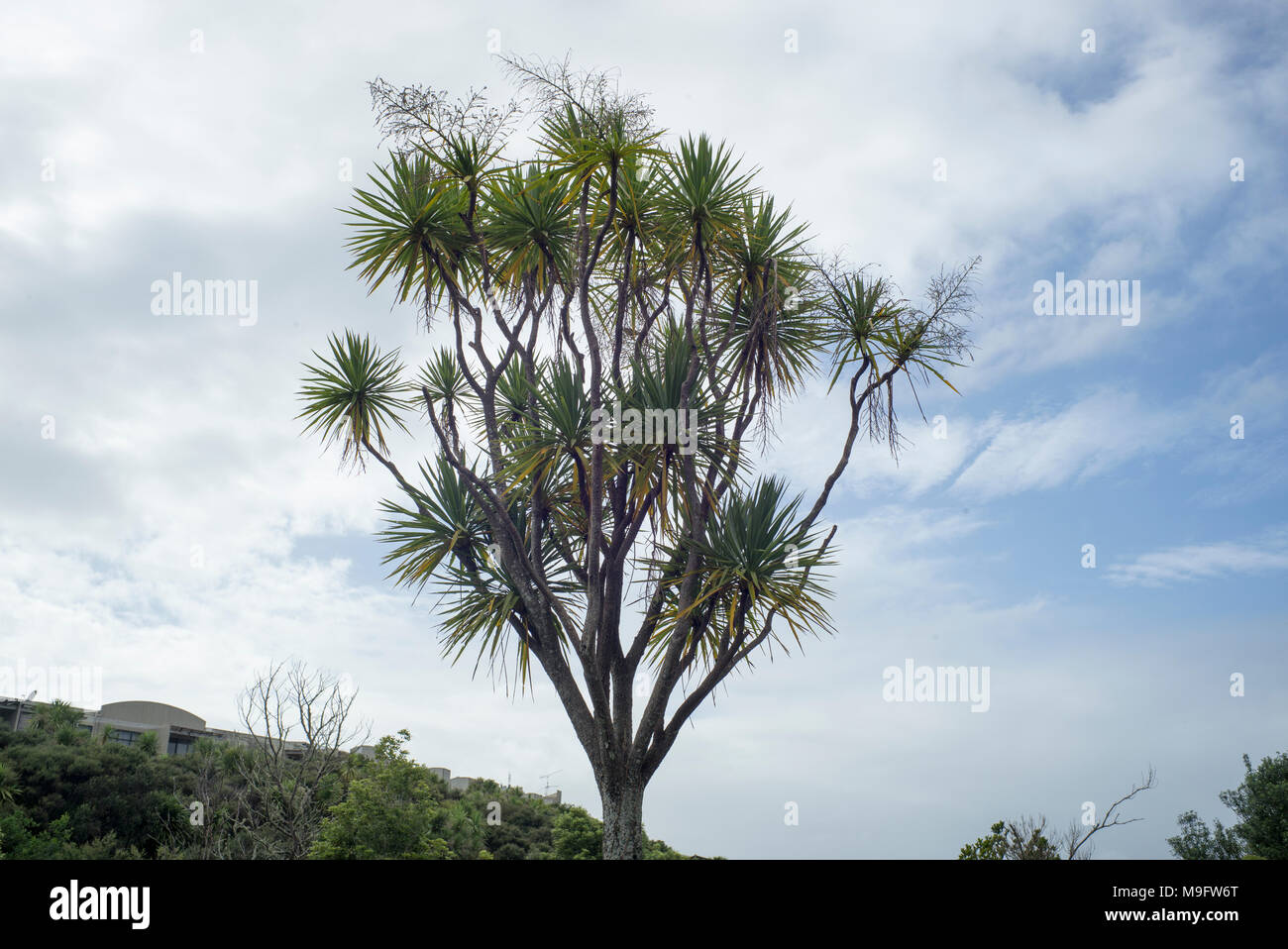 Un cavolo cappuccio albero nella riserva di Auckland urbano con la maggior parte dei suoi acini mangiati dagli uccelli. Foto Stock