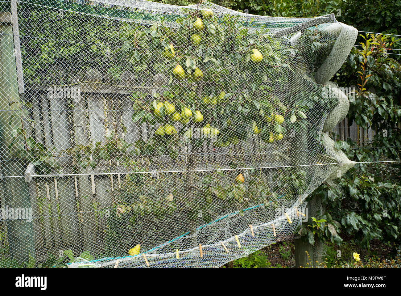 Espaliered Pear Tree in un giardino di casa. Le pere sono protetti da uccelli dal bianco di netting. Foto Stock