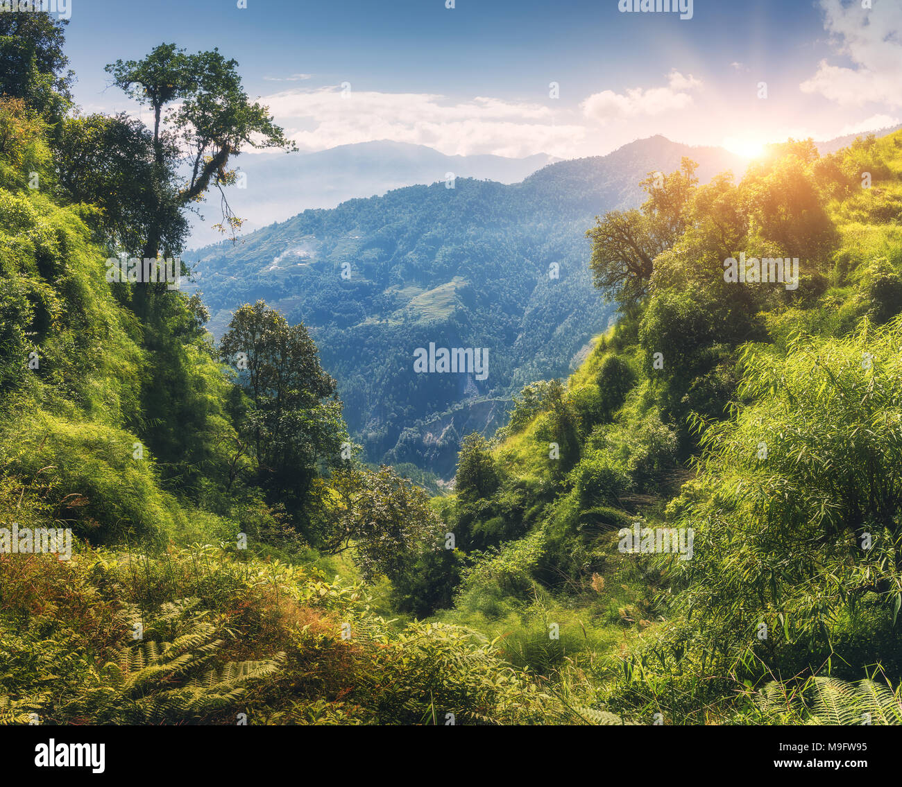 La foresta tropicale con alberi verdi sulla montagna al tramonto in estate. Paesaggio colorato con la giungla sulle montagne, oro la luce del sole, cielo blu con cl Foto Stock