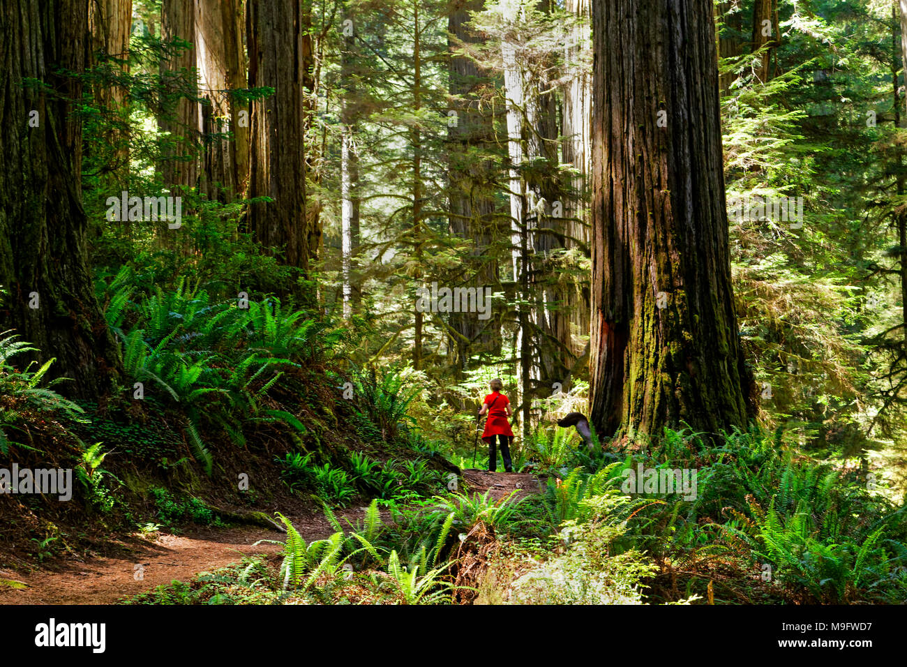 41,425.01762 woman in red escursioni sentiero attraverso la Foresta gigante di vecchia crescita torreggianti alberi di sequoia, con molte felci verde, Jedediah Smith State Park, CA Foto Stock