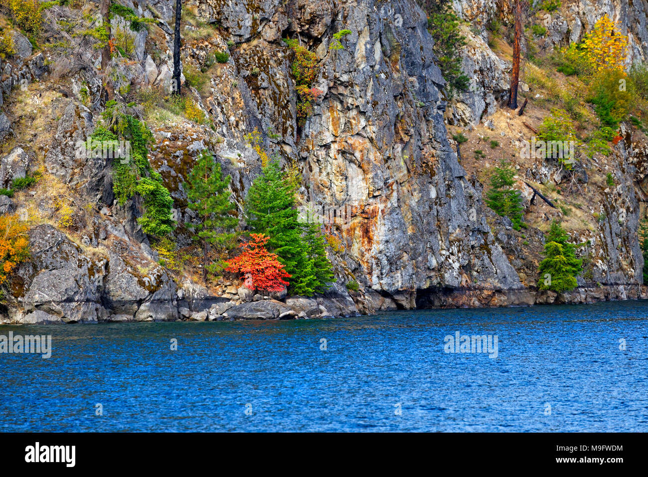 41,926.03533 Close-up di Riva del profondo blu del lago Chelan dove si arriva alla faccia di una ripida scogliera di roccia con piccoli alberi e orange Autunno a colori Foto Stock