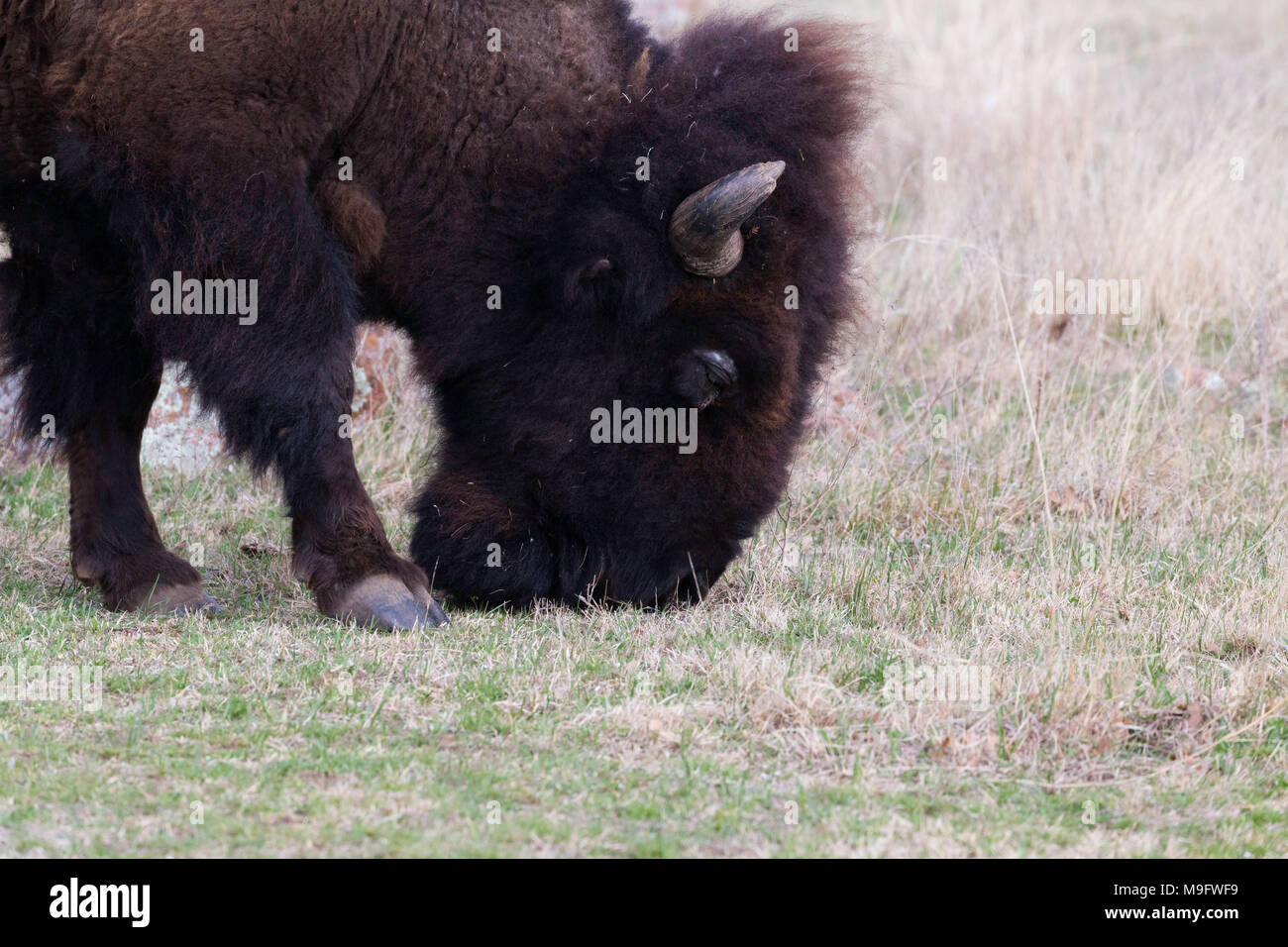 Bison pascolando nella Withcita Montagne Foto Stock