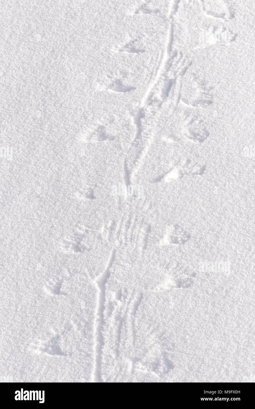 42,748.08670 tracce nella neve da un piccolo uccello "camminare", flopping trascinando attraverso la neve con le sue ali Foto Stock