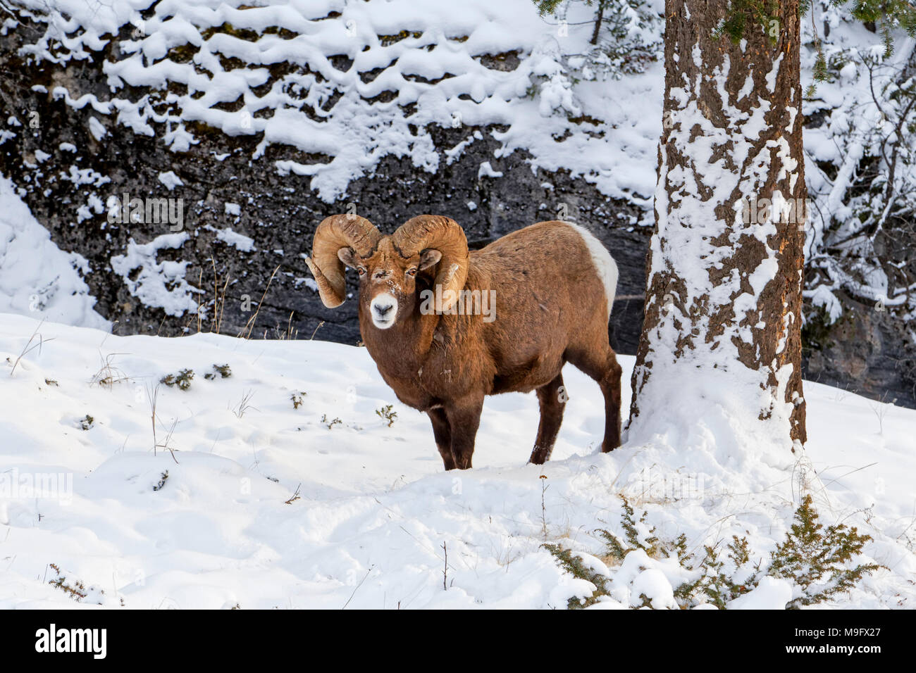 42,749.08924 Bighorn piena curl corna di ram in piedi nella neve invernale Foto Stock