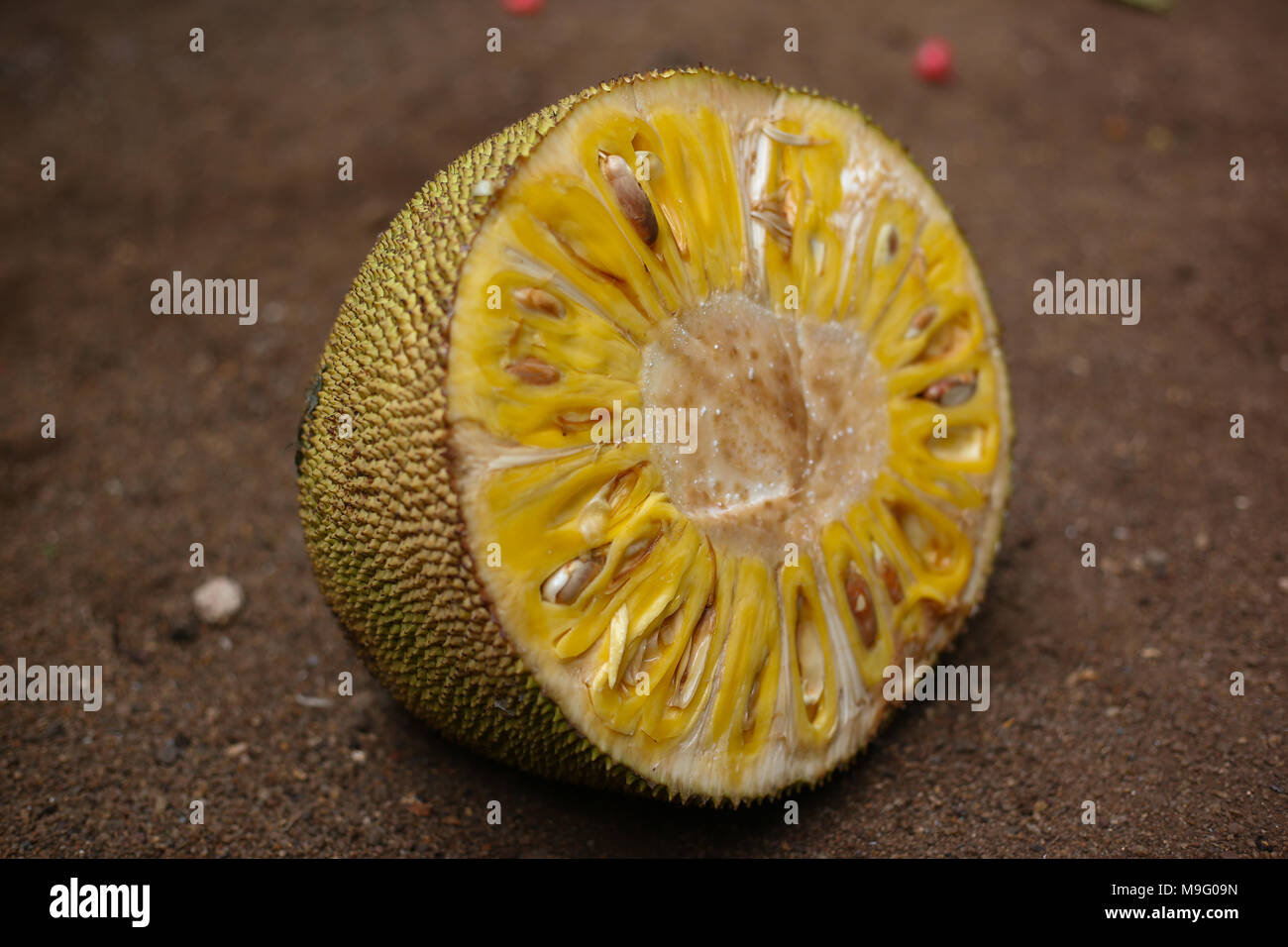 Presa di frutta Foto Stock