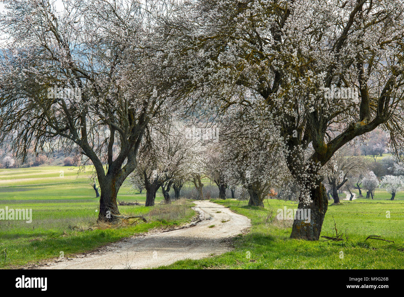 Strada in fioritura di mandorli, Abruzzo Foto Stock