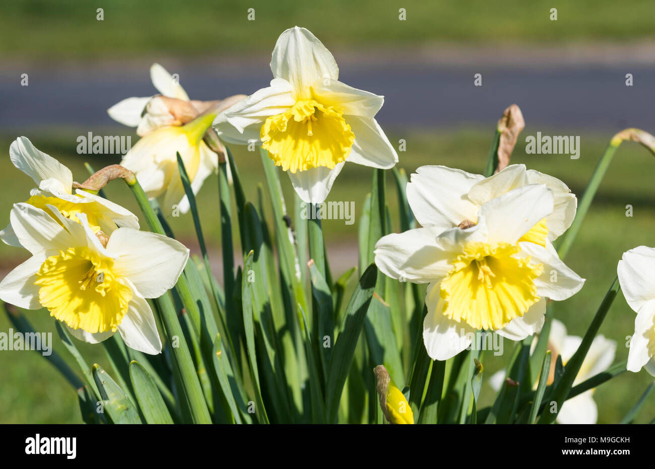 La molla narcisi (Narcissus) fiorire in una giornata di sole in primavera nel Regno Unito. Foto Stock