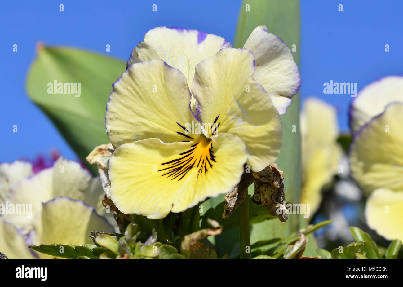 Giallo cremoso Spring Garden Pansies (Viola x wittrockiana) che fiorisce in primavera nel West Sussex, in Inghilterra, Regno Unito. Giallo cremoso Spring Garden Pansy. Foto Stock