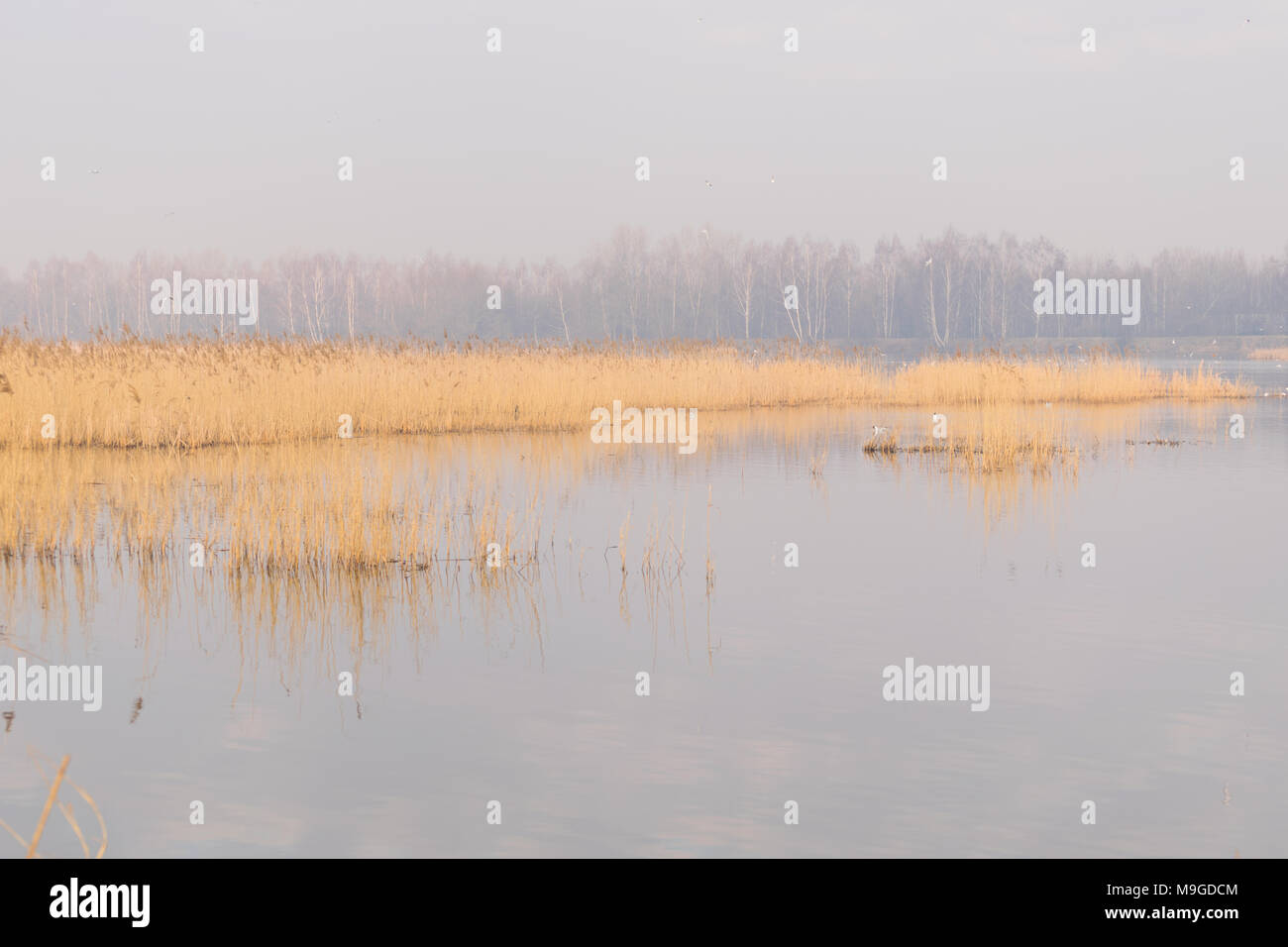 Oświęcim, Polonia. Natura 2000. Il 26 marzo 2018. Alba sul lago in una nebbiosa mattina con uccelli. Il quinto giorno del giardino e la primavera astronomica. La natura in Natura 2000 Zona di protezione viene a vita. Credito: w124merc/Alamy Live News Foto Stock