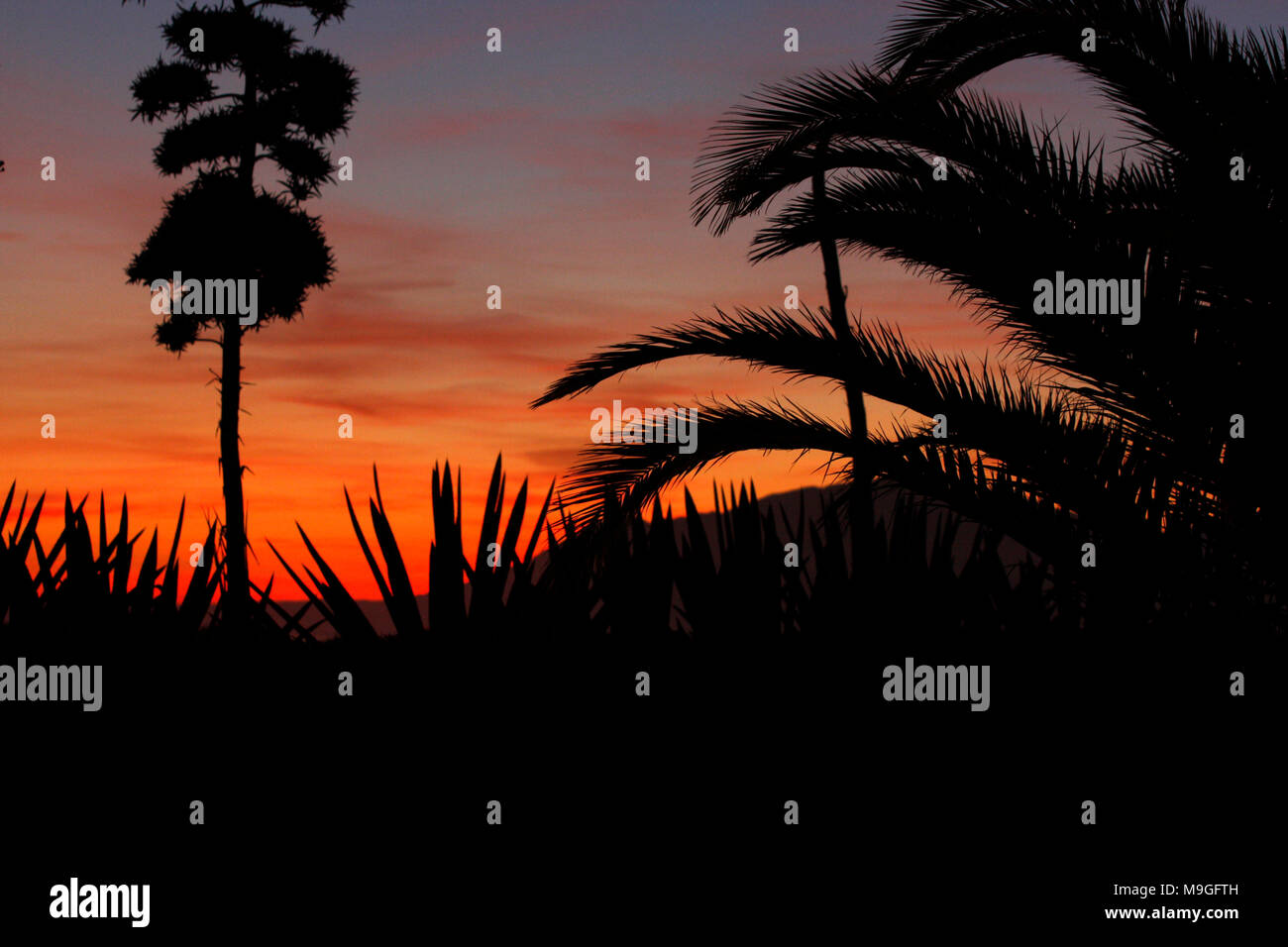 Tramonto atmosfera, con palme ombre Foto Stock