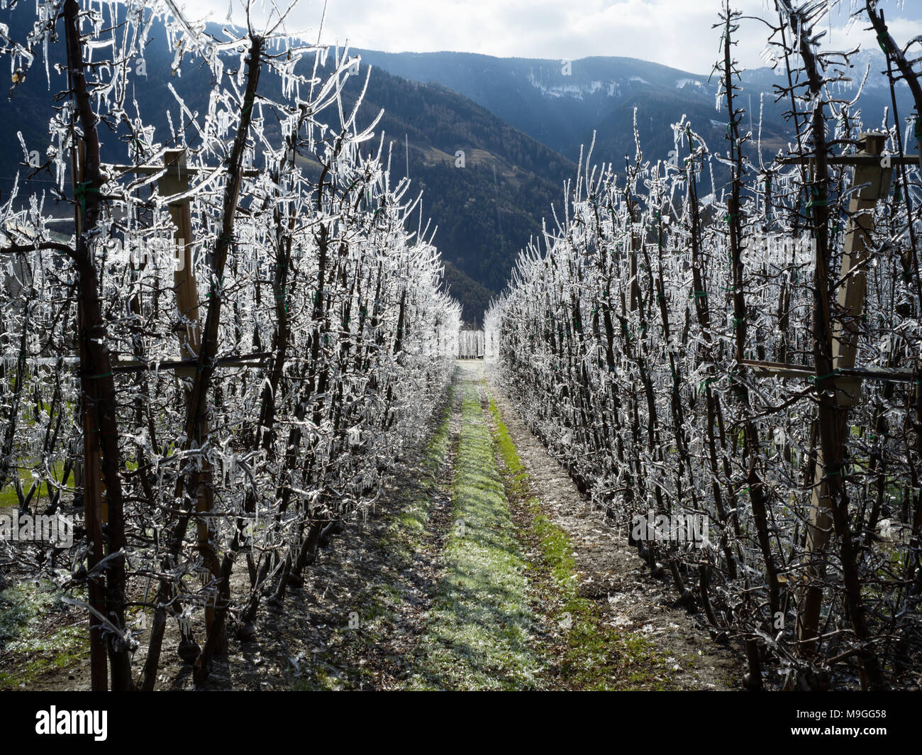 Alberi congelati nonostante il primo sole di primavera nel Meleto, Alto Adige Foto Stock