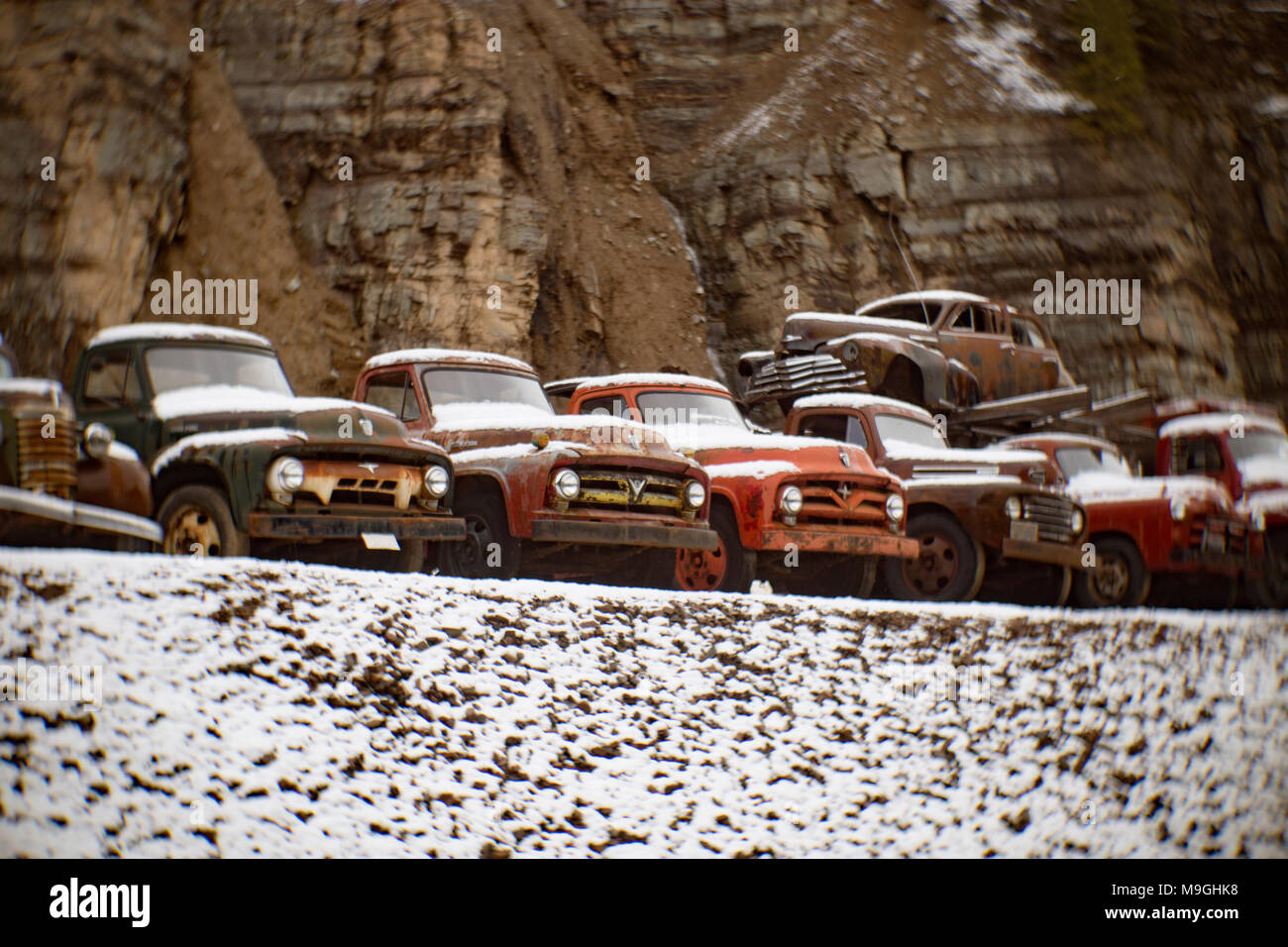 Una fila di old Ford pick-up dal quaranta e cinquanta in una vecchia cava, a est di Clark Fork Idaho. Foto Stock