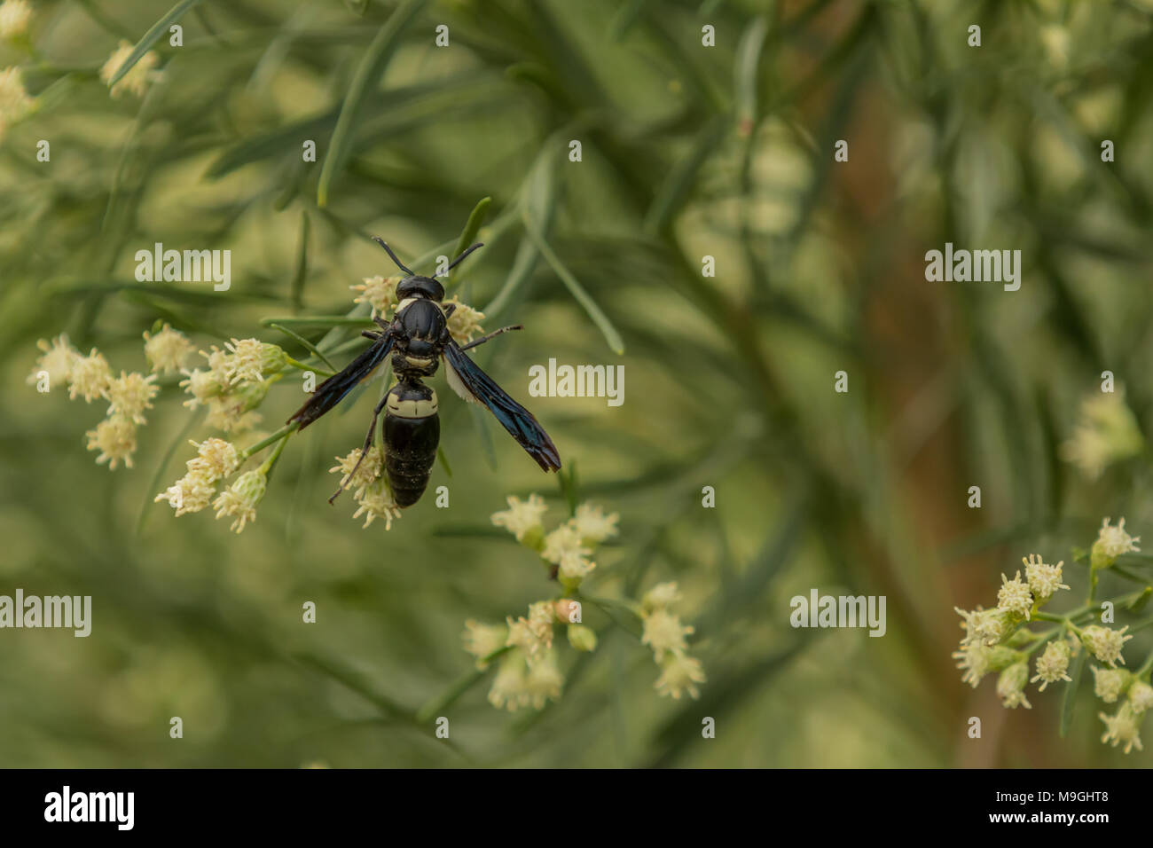Quattro-wasp dentata su fiori gialli Foto Stock