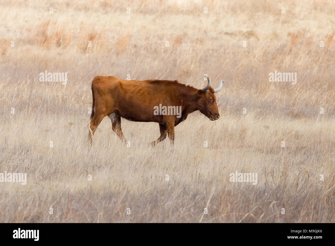 Texas Longhorn bovini Foto Stock