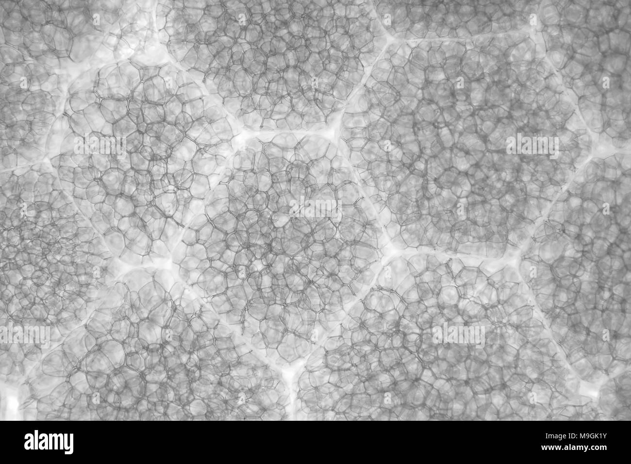 Micrografia di luce di una schiuma di polistirene espanso (polistirene STYROFOAM, lento a decomporsi) tazza monouso, area raffigurato è di circa 3mm di larghezza Foto Stock