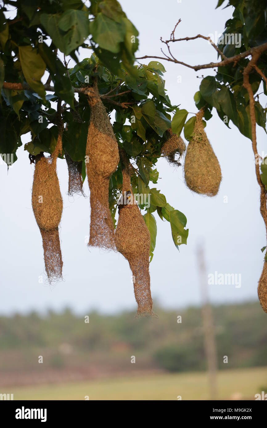 Tessitore gli uccelli in Kerala Foto Stock