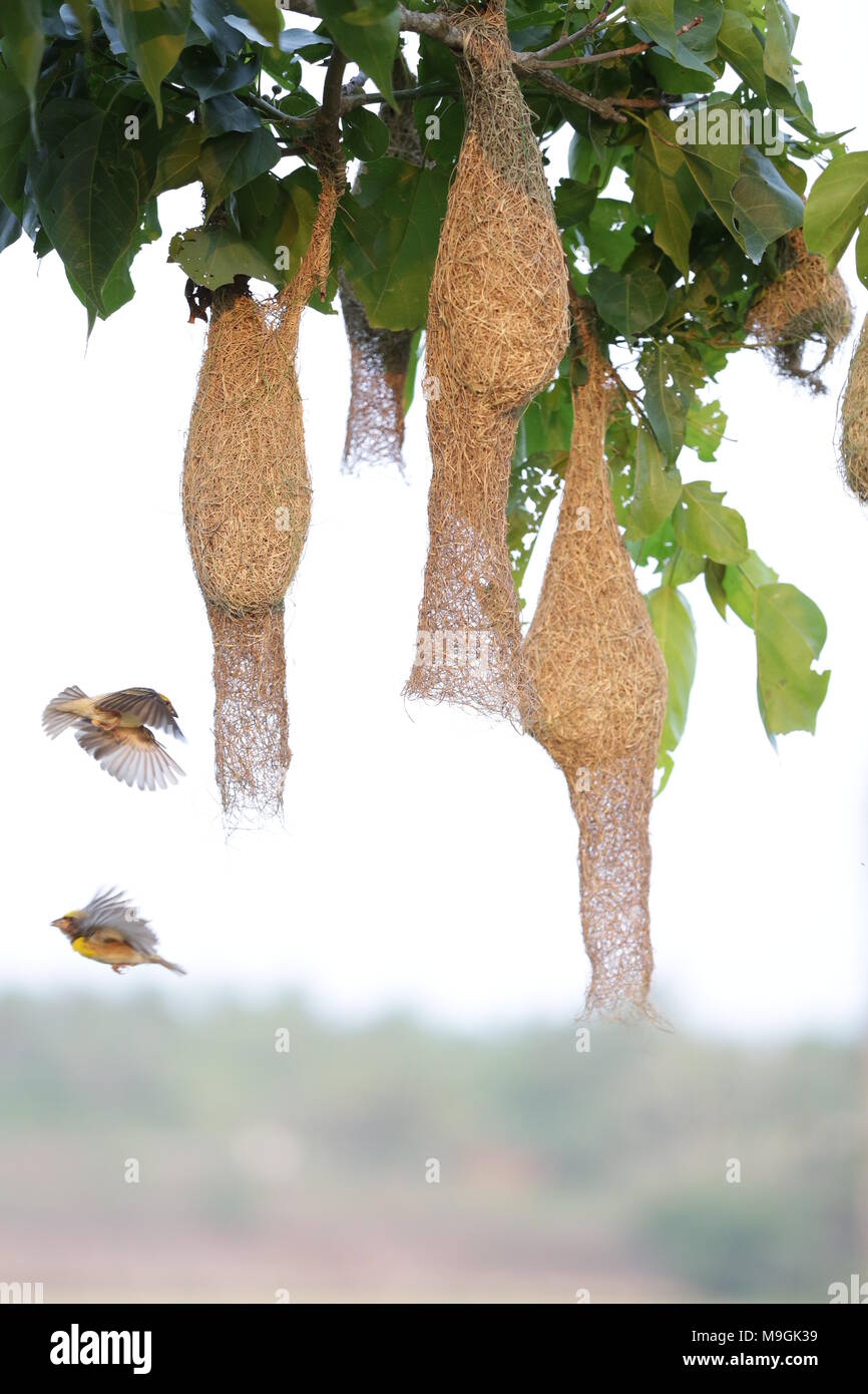 Tessitore gli uccelli in Kerala Foto Stock