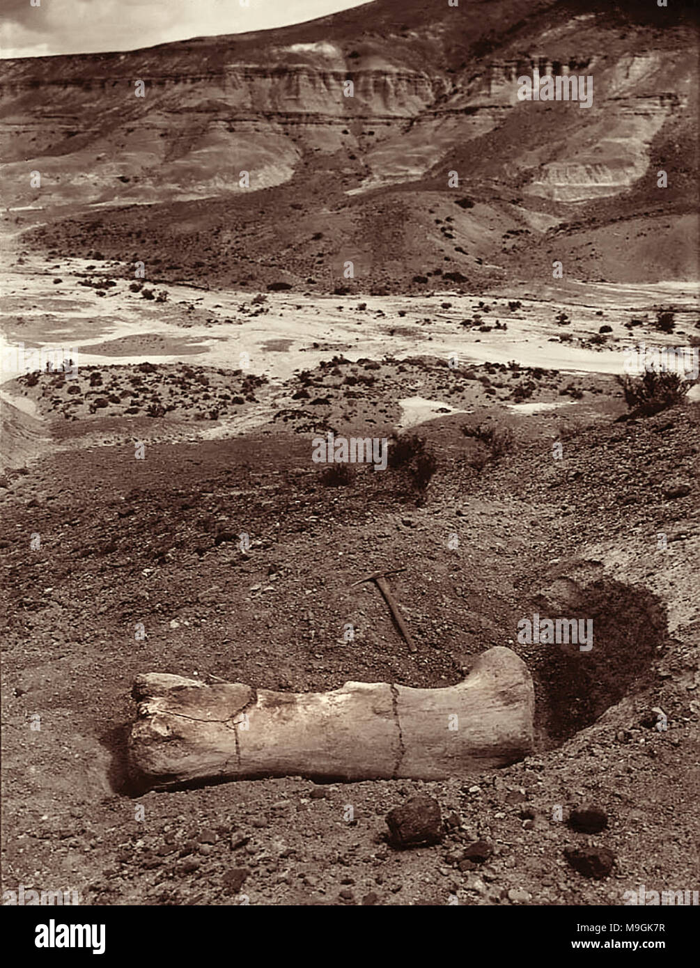 Femore Argyrosaurus trovata nel febbraio 1924 durante il Capitano Marshall spedizione Campo da C. Harold Riggs, figlio di capo spedizione Elmer Riggs in San Bernardo di Argentina. Il campo di Marshall Expedition, intraprese dal campo Museo di Storia Naturale di Chicago, Illinois, era una spedizione paleontologico con l obiettivo di trovare fossili del Sud America mammiferi Cenozoico. Foto Stock