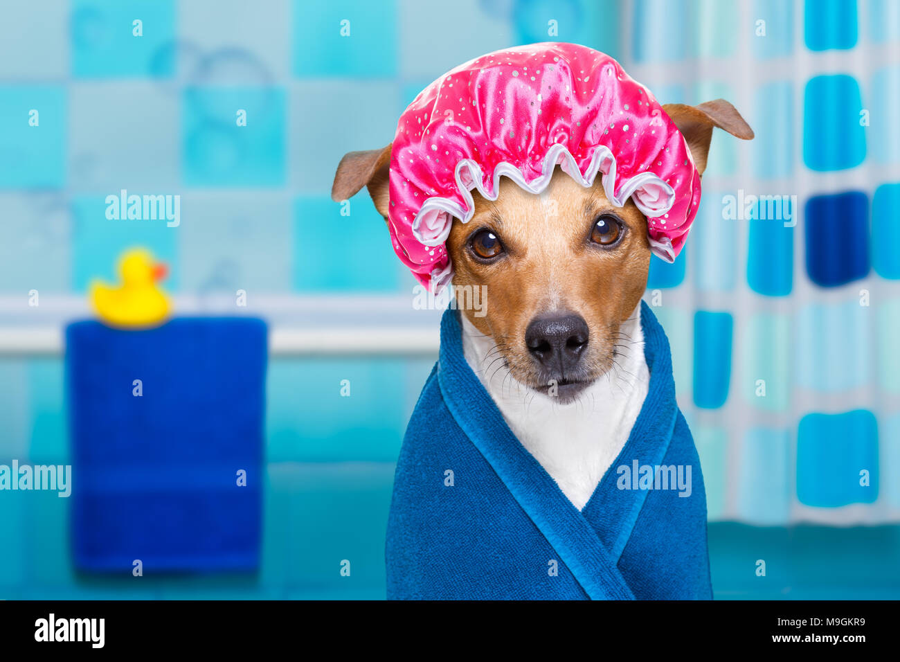 Jack Russell cane in una vasca da bagno non è così divertito circa che , di plastica gialla di anatra e asciugamano,indossare biancheria o asciugamano Foto Stock
