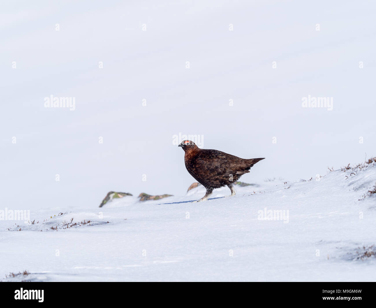 Un maschio Red Grouse sulla molla sopra nevai Glenshee nelle Highlands scozzesi in cerca di cibo Foto Stock