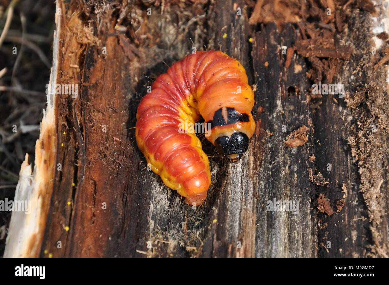 Butterfly caterpillar,Cossus cossus Foto Stock