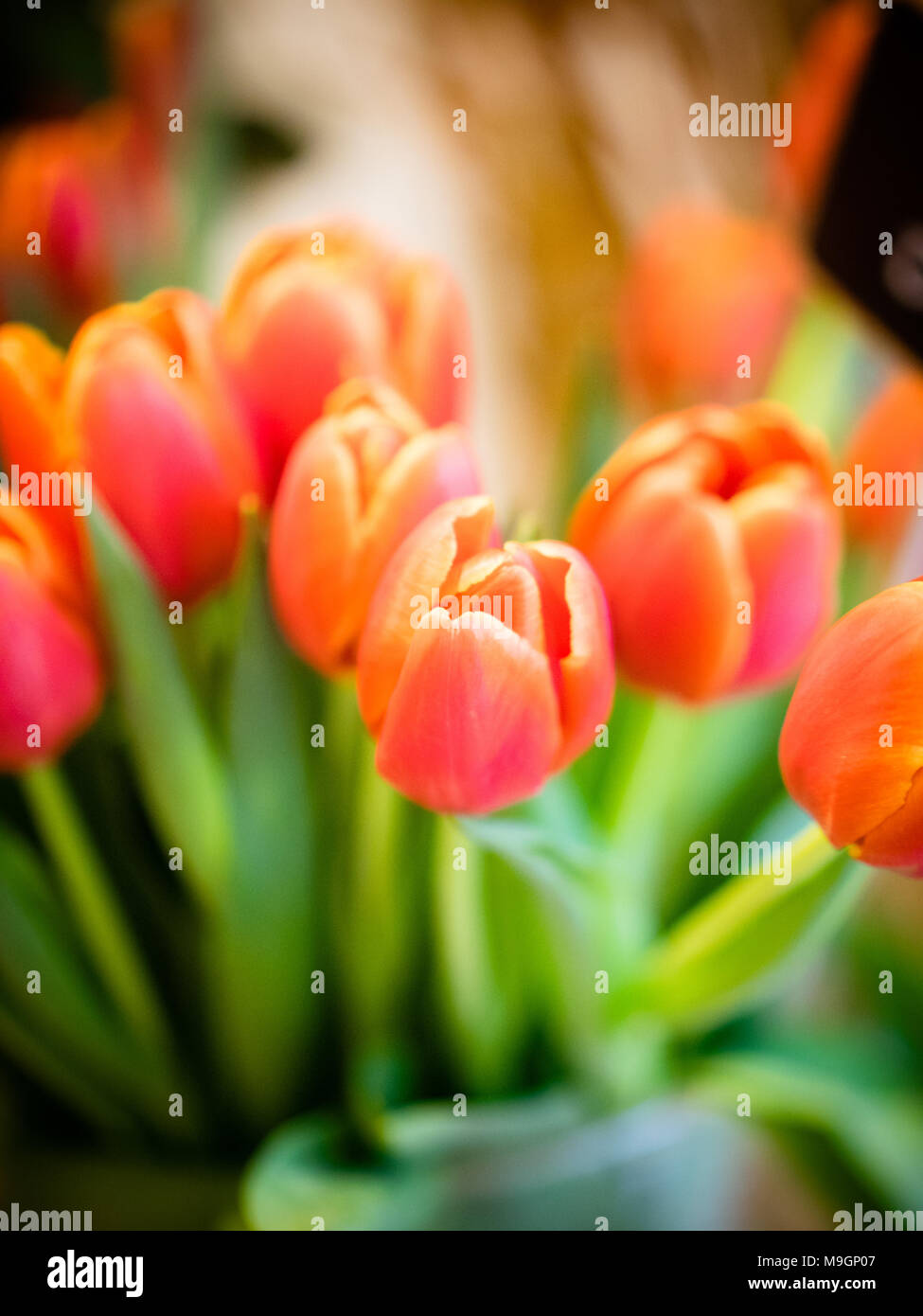 I tulipani rossi in una tazzina, fiori recisi, tagliare, Foto Stock