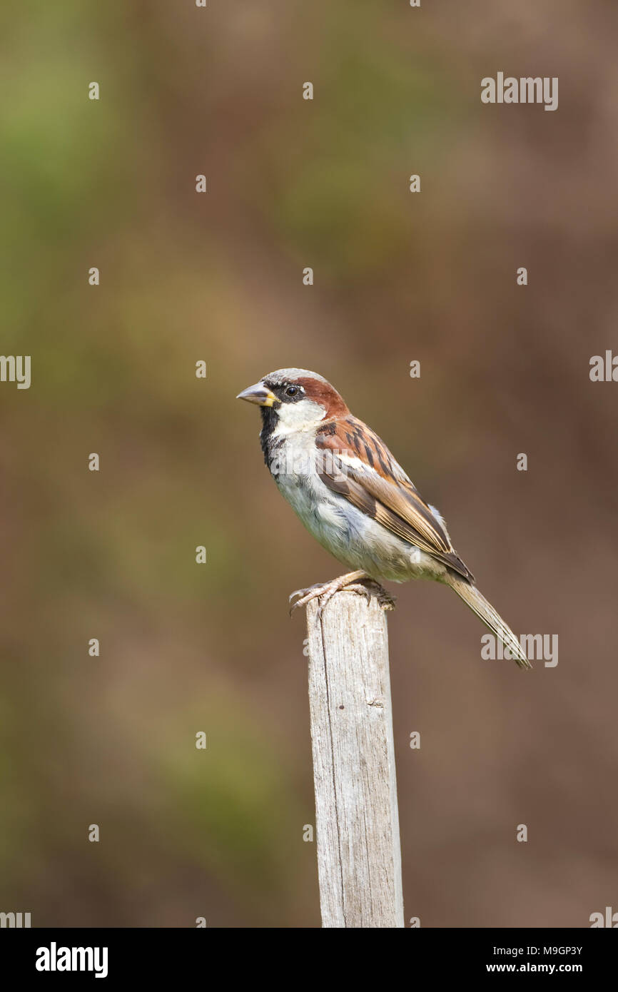 Casa passero maschio - Passer domesticus appollaiato su un paletto di legno con una diffusa backround Foto Stock
