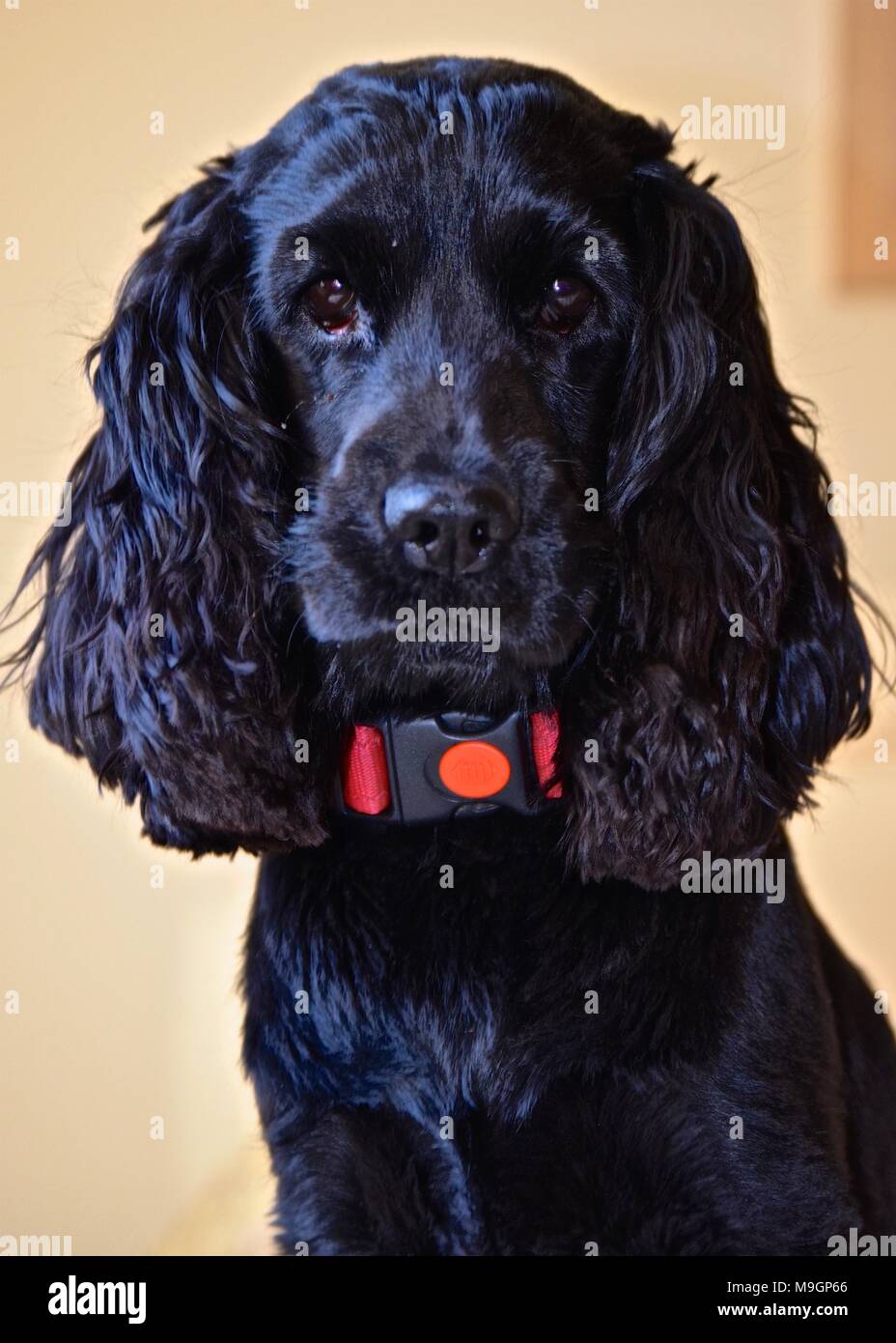 English Cocker Spaniel ritratto Foto Stock