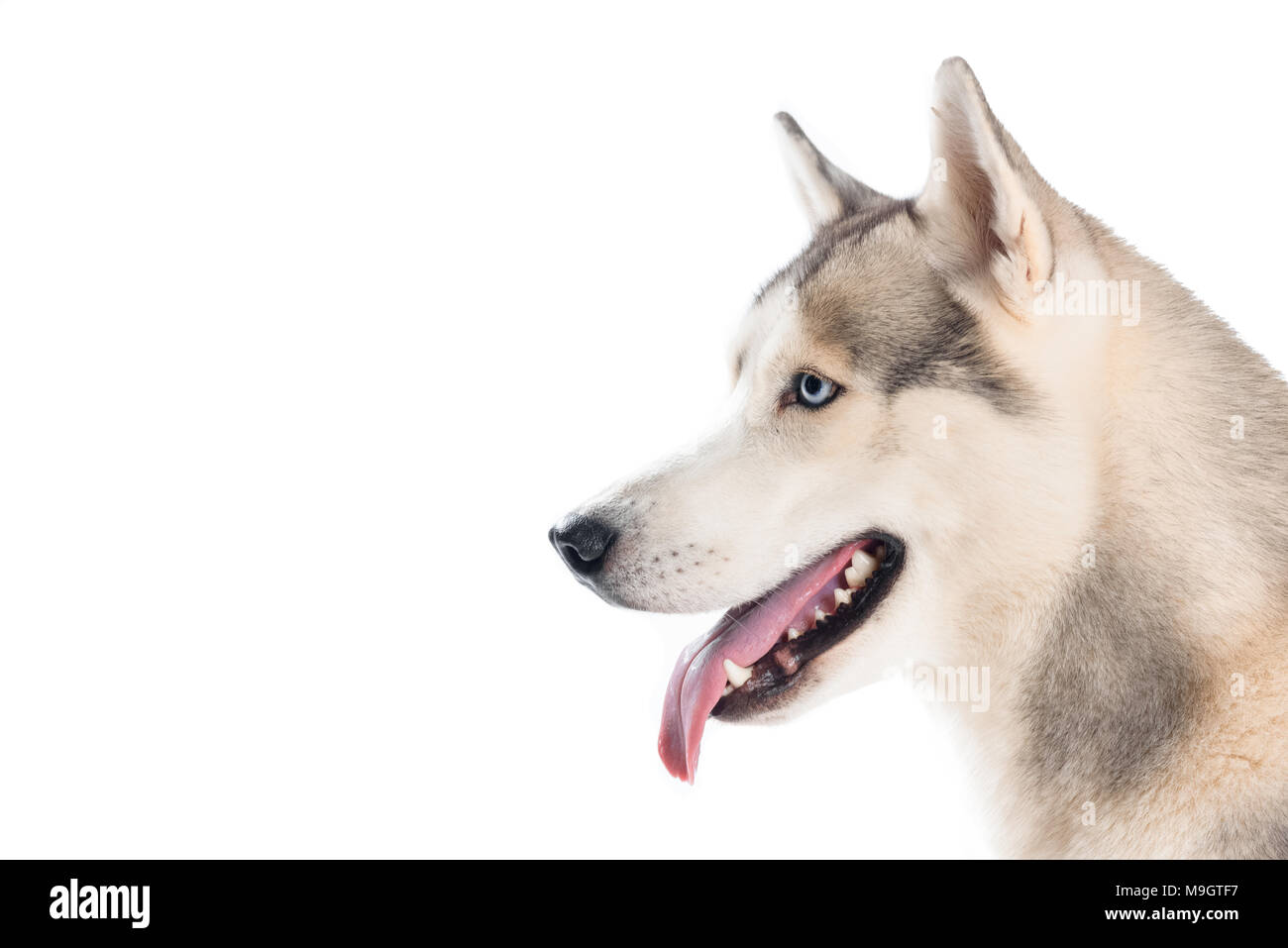 Studio shot di siberian husky cane, isolato su bianco Foto Stock