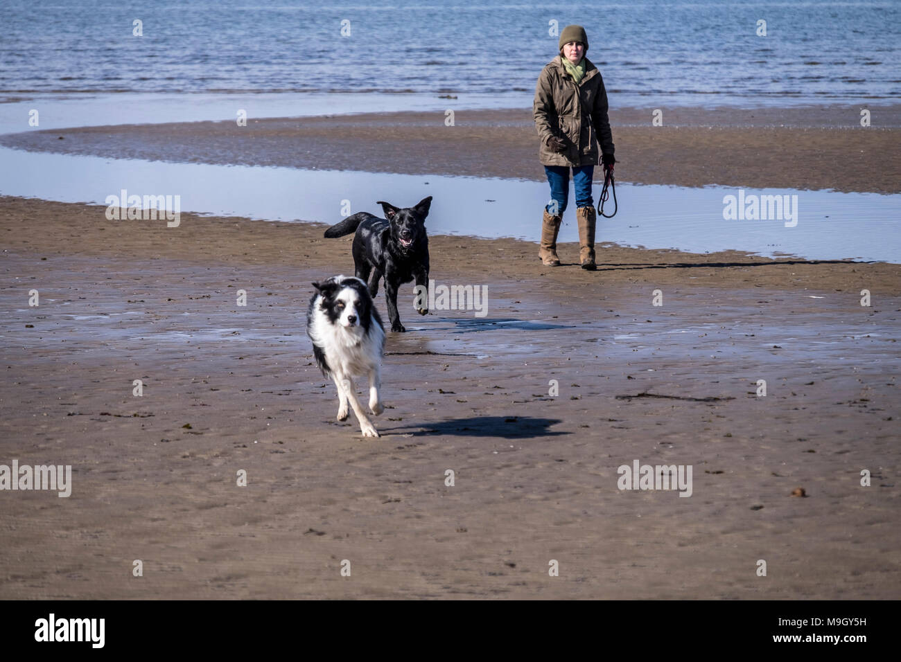 Cane di camminare sulla spiaggia come nubi in rotolo con Arran in background Foto Stock
