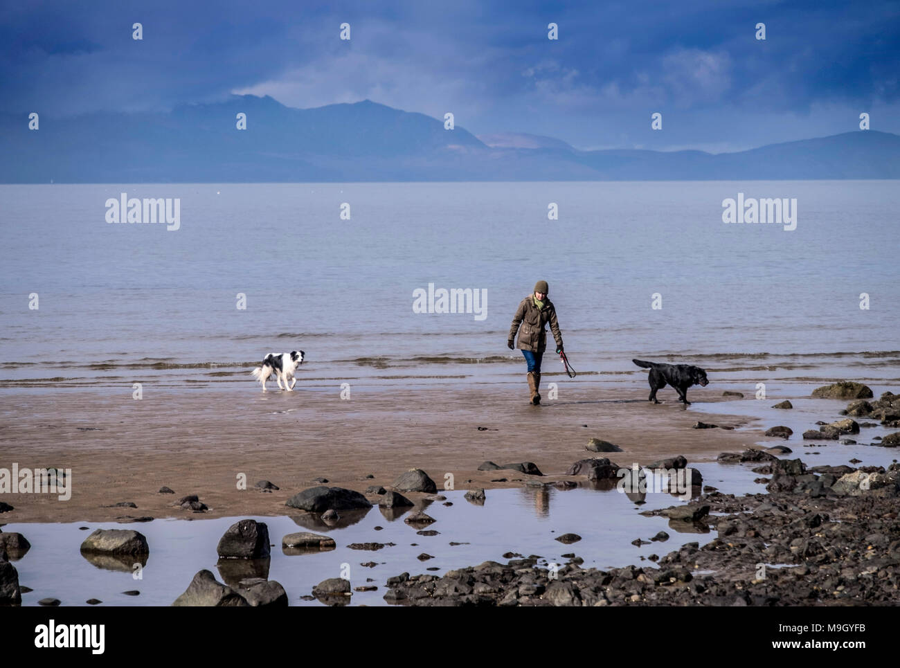 Cane di camminare sulla spiaggia come nubi in rotolo con Arran in background Foto Stock