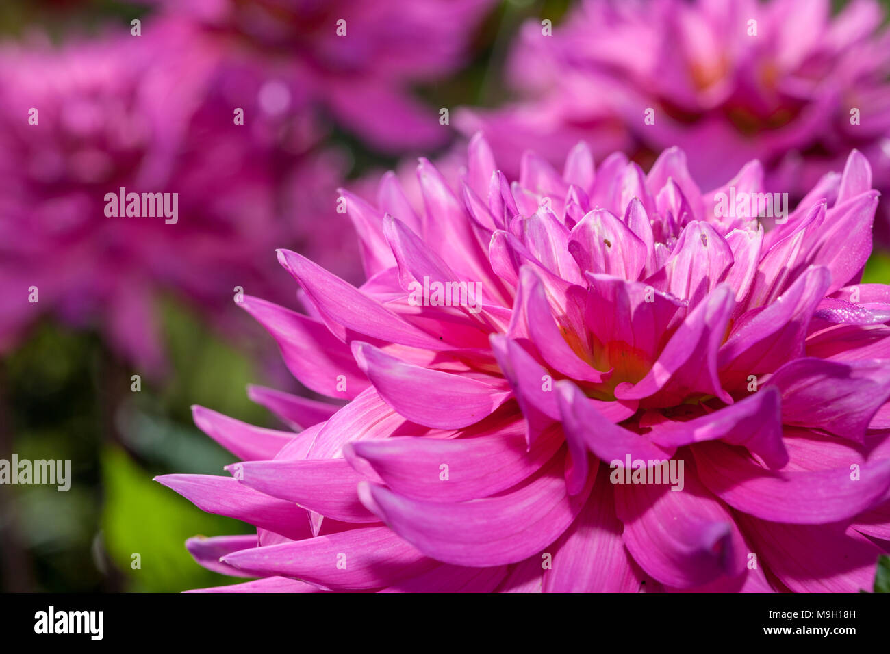 "Herbert Smith' Cactus dalia, Kaktusdahlia (Dahlia x Hortensis) Foto Stock