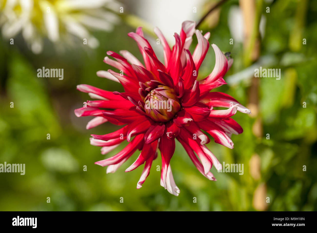 "Friquolet' Cactus dalia, Kaktusdahlia (Dahlia x Hortensis) Foto Stock