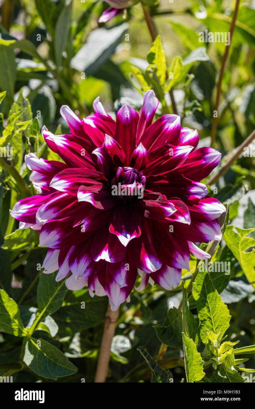 "Mystery Day' formale dalia decorativa, Dekorativdahlia (Dahlia x Hortensis) Foto Stock