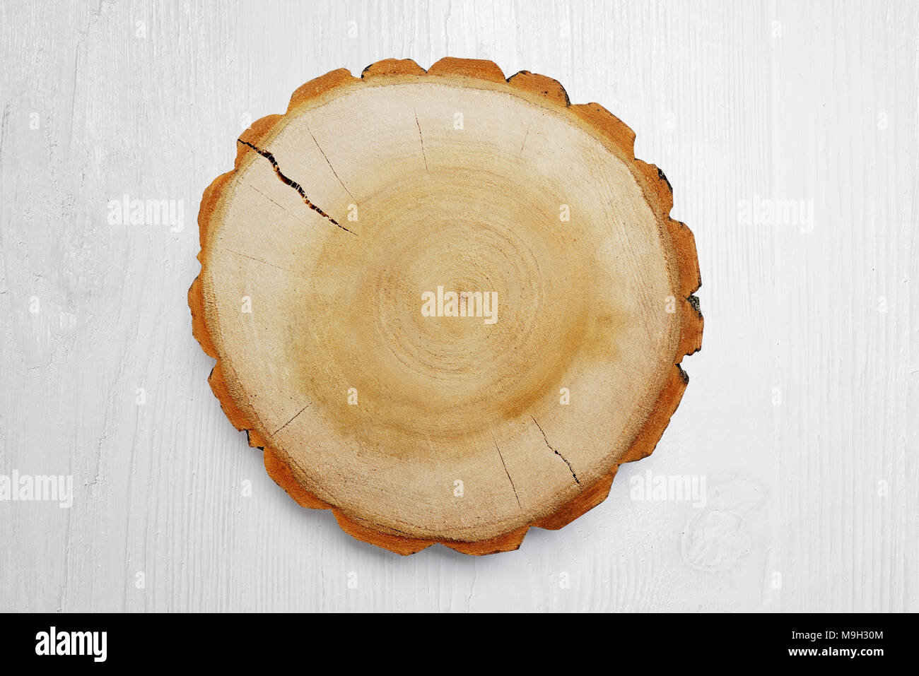 Ceppo di legno su uno sfondo bianco. Taglio rotondo all albero con anelli annuali come una texture di legno Foto Stock