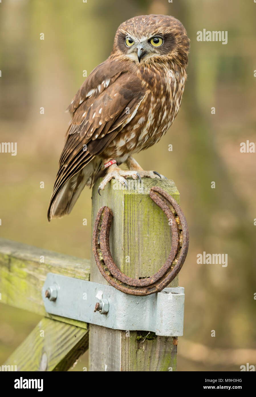 Boobobook Owl, originario dell'Australia, questo gufo marrone è appollaiato su un cancello di fattoria con una fortunata scarpa da cavallo. Rivolto in avanti. Verticale, spazio di copia Foto Stock