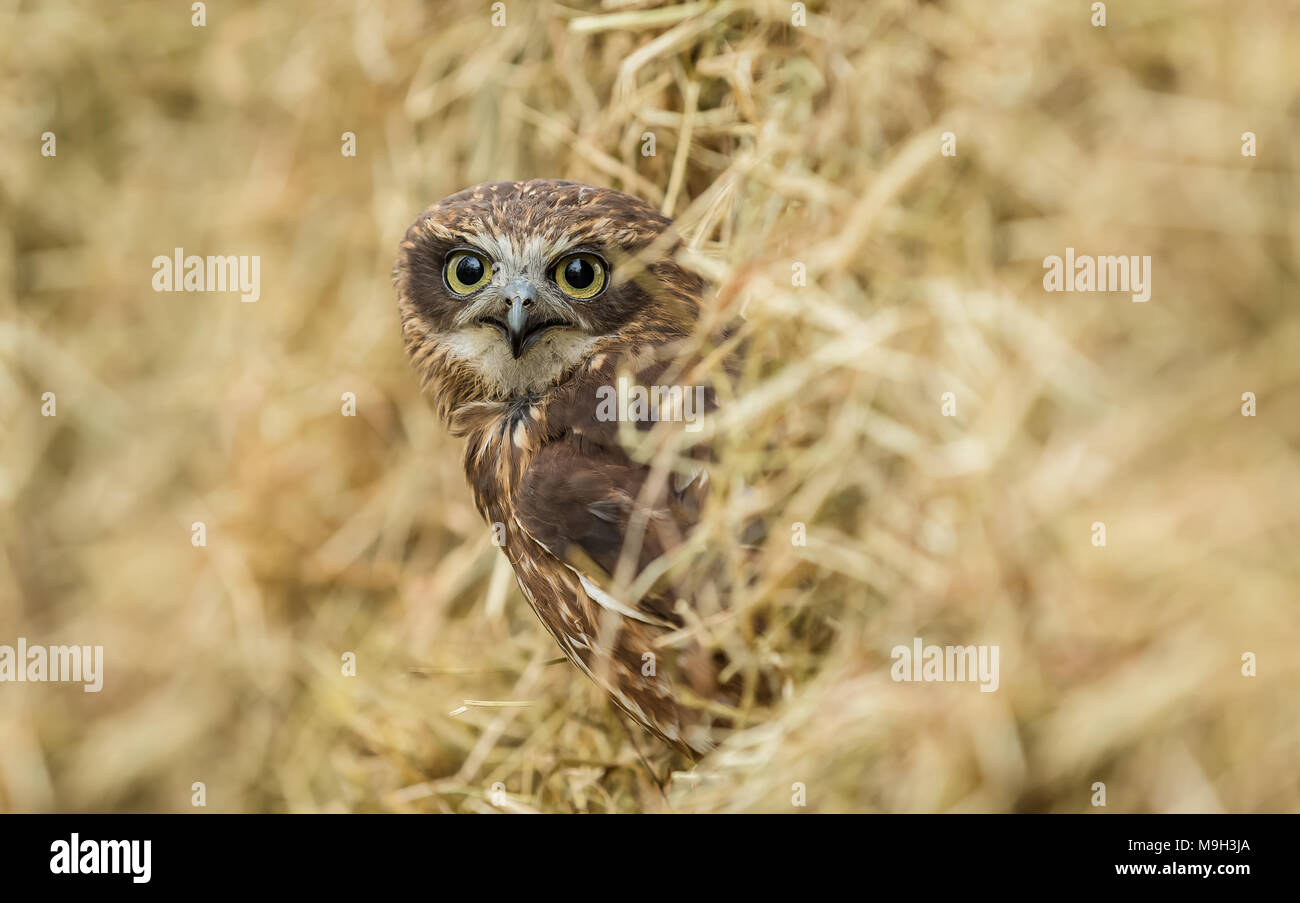 Il gufo Boobook sat all'interno di una balla di paglia. Questo bel gufo marrone è nativo di Australia. Guardando al fronte con gli occhi gialli. Paesaggio Foto Stock