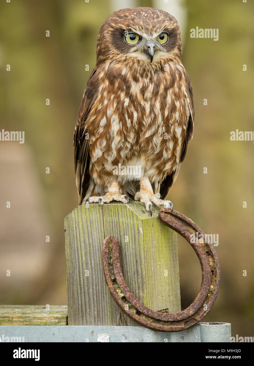 Boobobook Owl, originario dell'Australia, questo gufo marrone è appollaiato su un cancello di fattoria con una fortunata scarpa da cavallo. Rivolto in avanti. Verticale. Spazio di copia Foto Stock