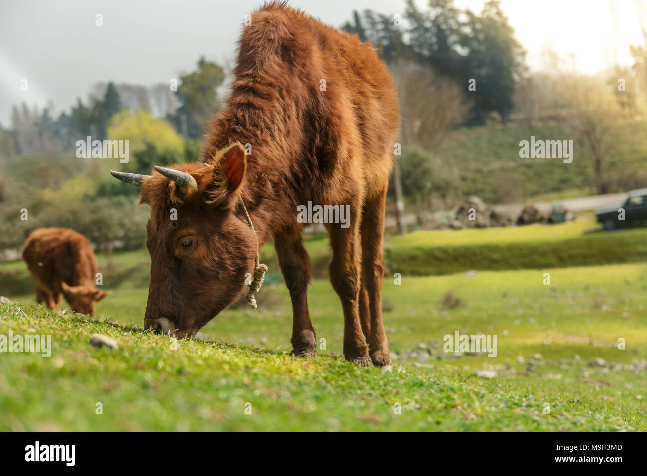 Brown cow guardando a lato su erba verde alla stagione primaverile. Foto Stock