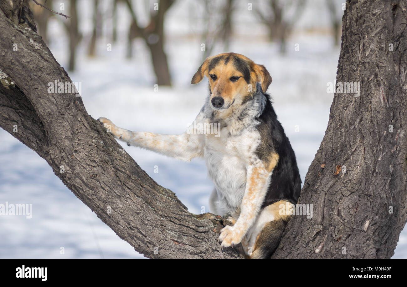 Mixed-femmina di razza dog sitter nel luogo preferito per appoggio alla stagione invernale - su un albero di albicocche in Orchard Foto Stock
