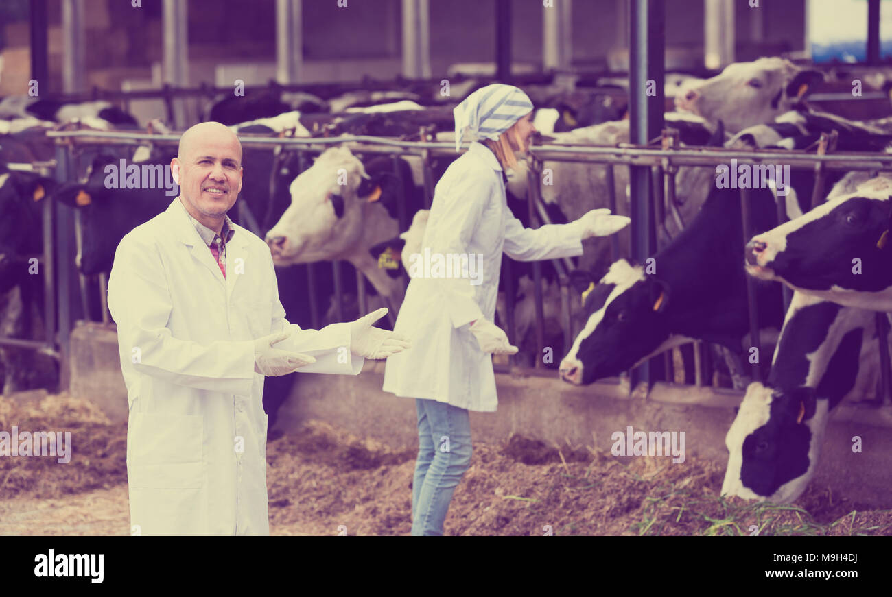 Professional veterinari lavora con le mucche in vaccheria all'aperto Foto Stock