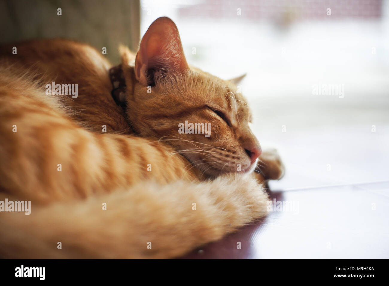 La mia famiglia di animali domestici Foto Stock