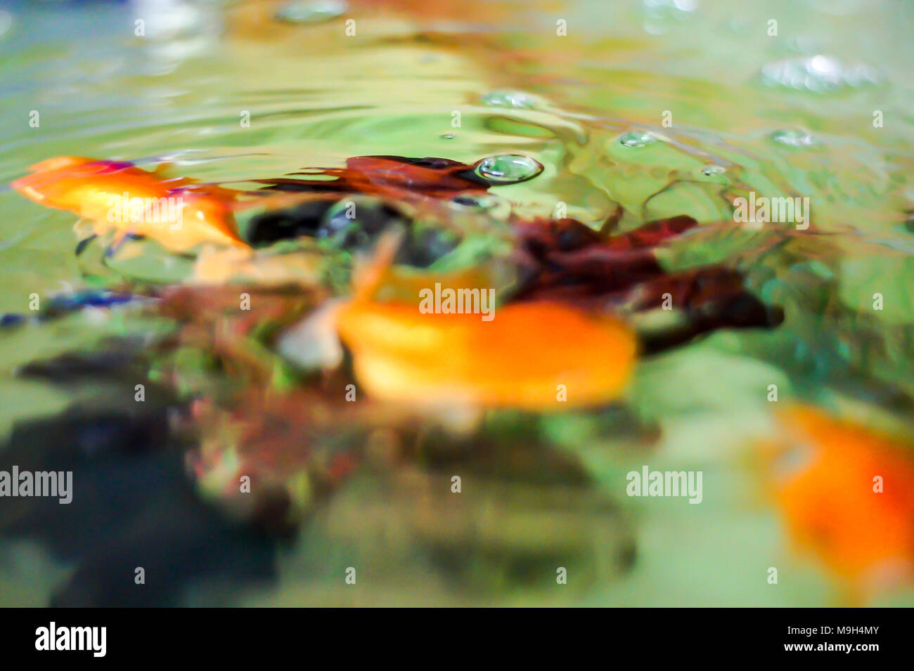 La mia famiglia di animali domestici Foto Stock