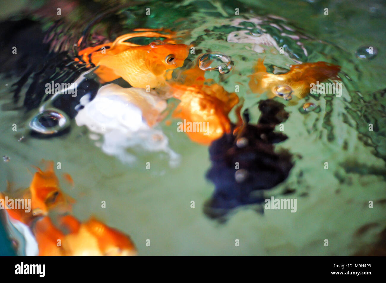 La mia famiglia di animali domestici Foto Stock