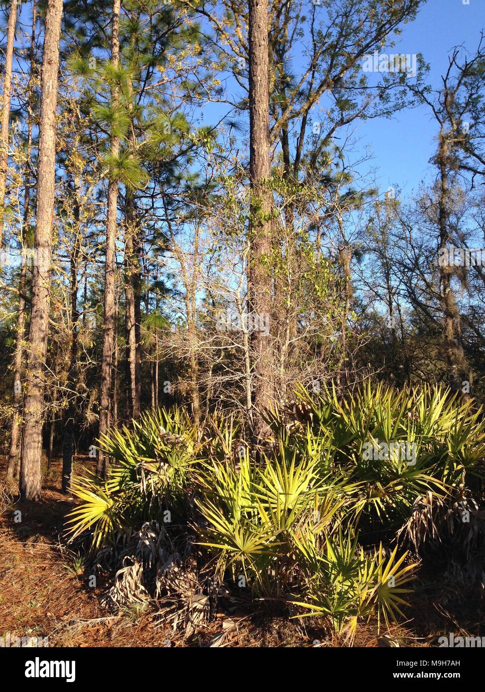 Foresta di Palmetto in Crystal River National Wildlife Refuge, Florida Foto Stock