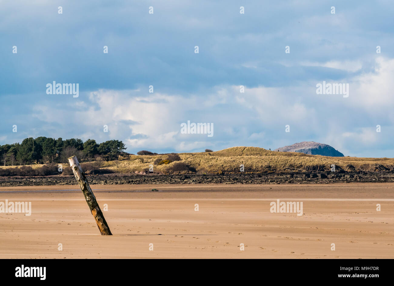 Resti di vecchio palo di legno in spiaggia con Bass Rock sullo sfondo, John Muir Country Park, Belhaven Bay, Scozia, Regno Unito Foto Stock