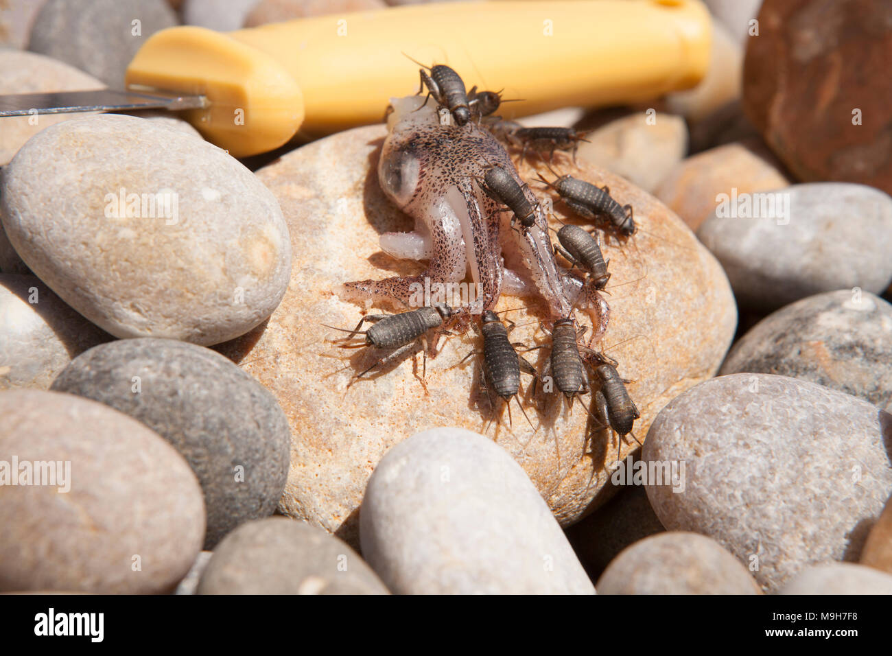 Squamosa grilli, Pseudomogoplistes vicentae, che sono emerse tra le pietre alimentazione su squid usato per esca da un pescatore su Chesil Beach Dorset U Foto Stock