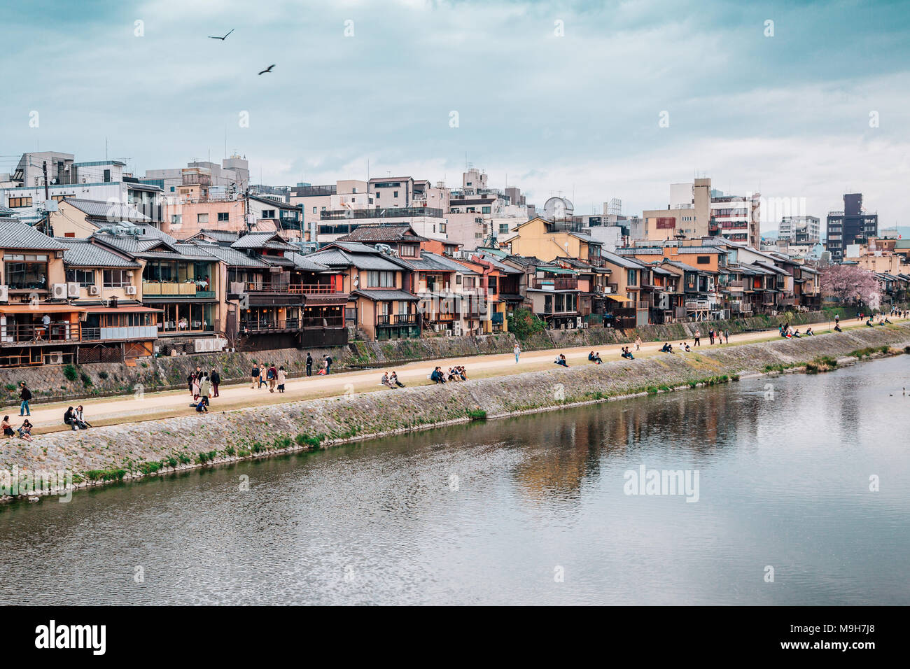 Vecchia casa in legno con la fioritura dei ciliegi e il fiume Kamo a Gion strada a Kyoto, Giappone Foto Stock