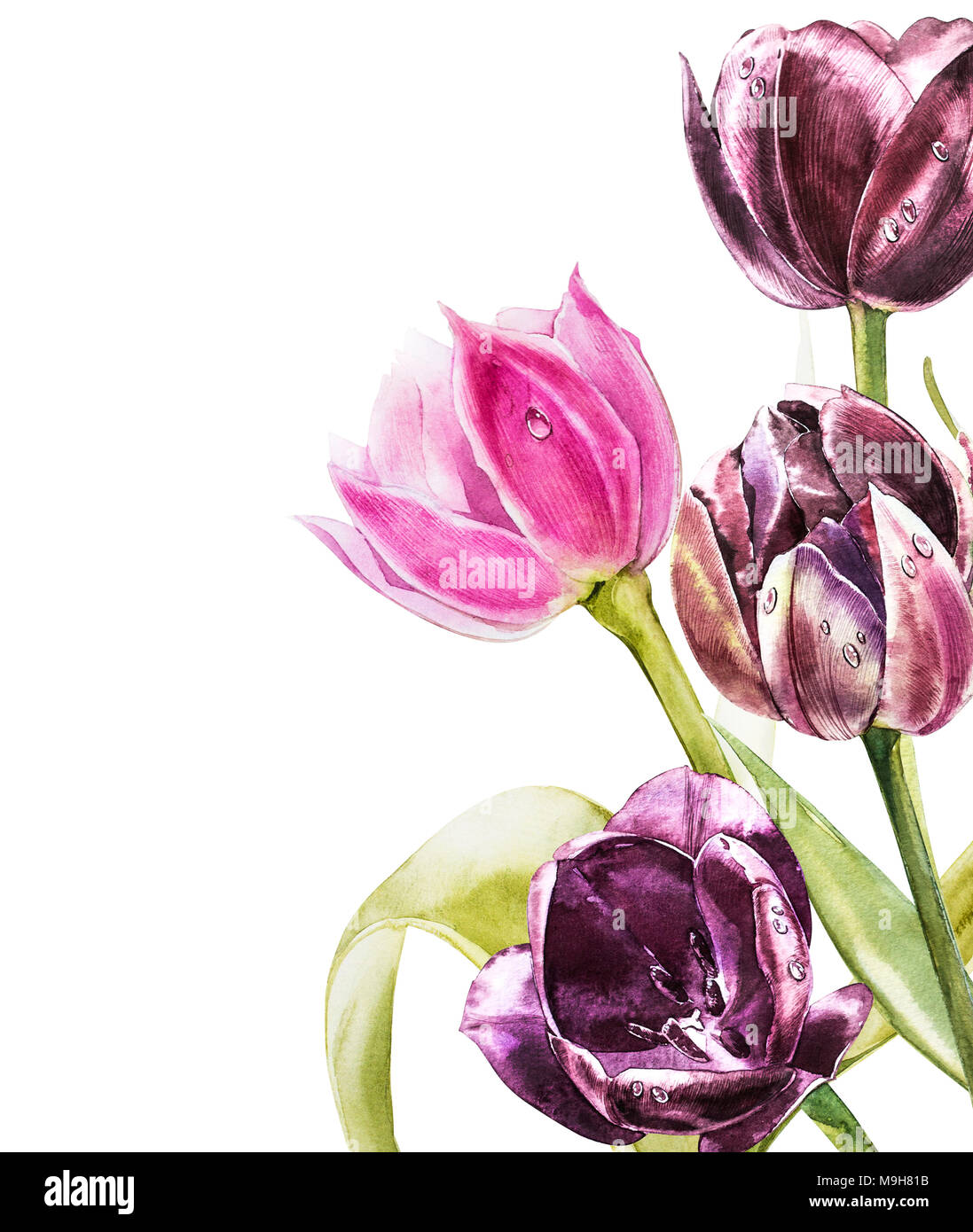 Botanical vuota per il testo. Acquerello tulipani fiori. Perfetto per invito, matrimonio o biglietti d'auguri. Foto Stock