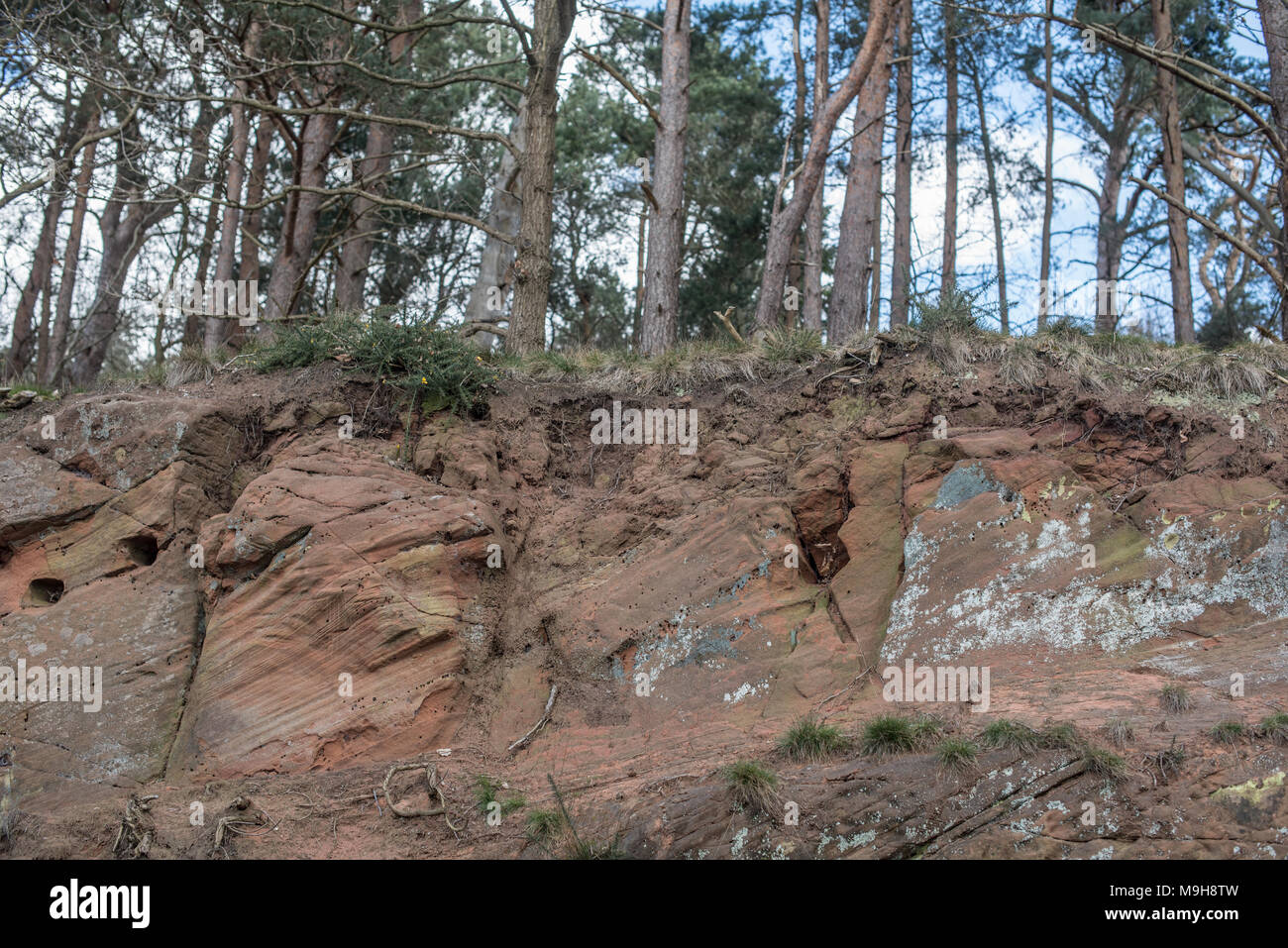 Radici di albero che mostra dove la collina è stata scavata in Per effettuare l'accesso per una strada in Shropshire Foto Stock